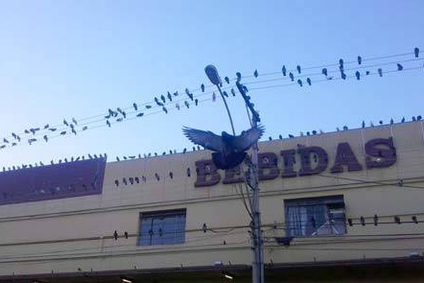 Cidade tem superpopulação de pombos e proliferação das aves preocupa
