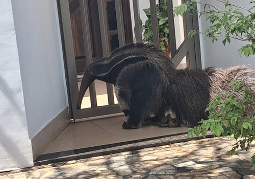 Tamanduá-bandeira caminha pelas ruas de bairro de Patos de Minas e surpreende moradores