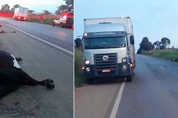 Caminhão com bebidas e alimentos atropela e mata vaca na BR354, em Lagoa Formosa