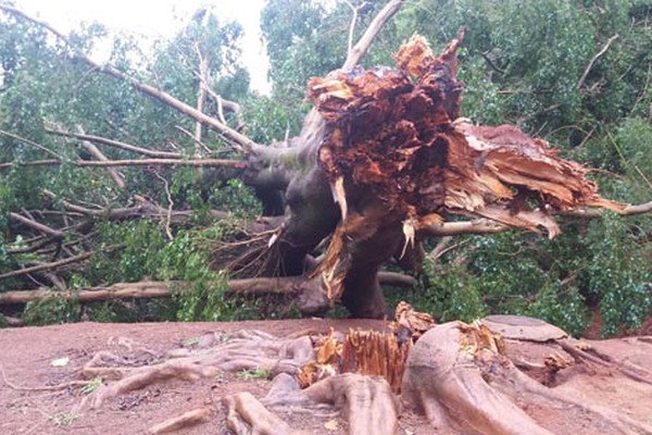 Tempo chuvoso provoca queda de Ficus gigante no Parque Municipal do Mocambo