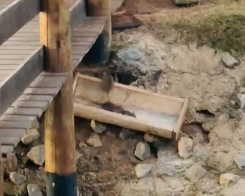 Morador flagra infestação de ratos em lagoa que é cartão postal de Presidente Olegário