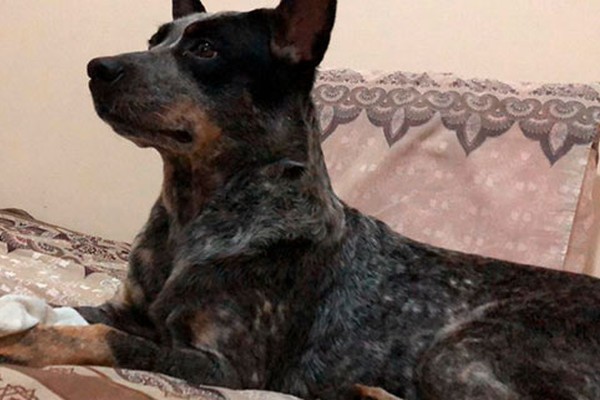 Família pede ajuda para encontrar cadelinha que está desaparecida desde o início do mês