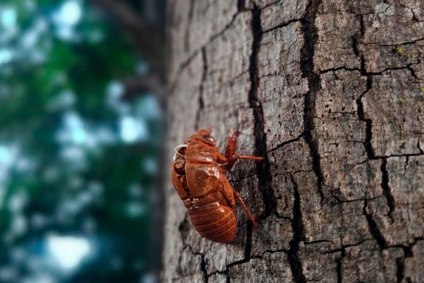 Cigarras tomam conta de Patos de Minas com cantoria estridente; saiba por que isso acontece
