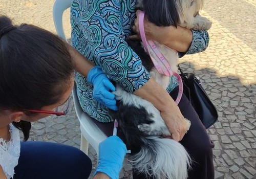 Campanha de vacinação antirrábica começa nesta segunda-feira em Patos de Minas; mutirões acontecem aos sábados