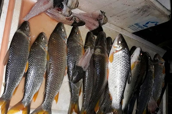 PM de Meio Ambiente prende três por pesca ilegal e lavra multa de R$54 mil para cada um deles