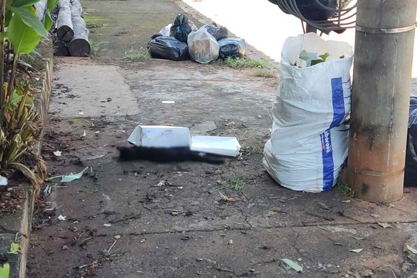 Moradores denunciam envenenamento e assassinato de gatos em Patos de Minas