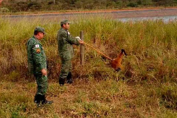 Lobo-guará é capturado pela PM de Meio Ambiente após ficar preso em cerca de fazenda em Rio Paranaíba