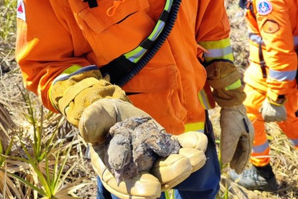 Bombeiros resgatam filhote agonizando em incêndio que já queimou mais de 1.000 hectares