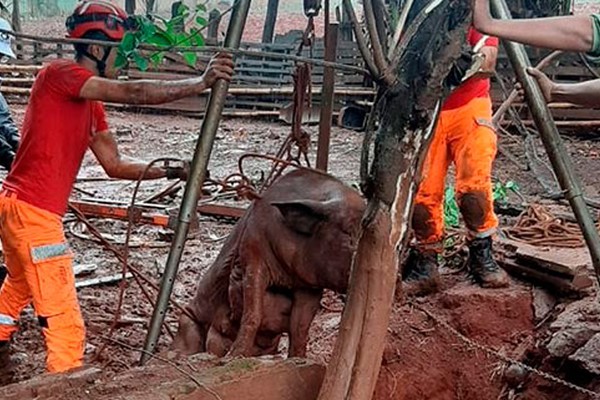 Corpo de Bombeiros salva porca e 4 leitões que caíram em cisterna de 5 metros em Patos de Minas