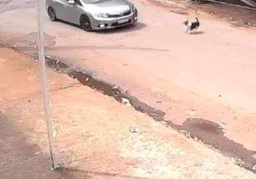 Imagens mostram carro atropelando cadelinha e fugindo em Patos de Minas