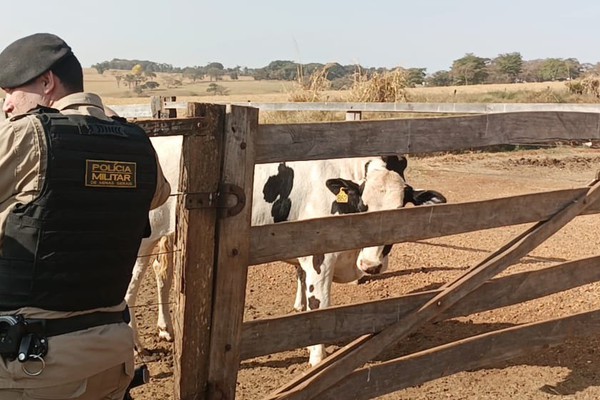 Golpista compra mais de 20 cabeças de gado com cheques sem fundos e acaba preso em Carmo do Paranaíba