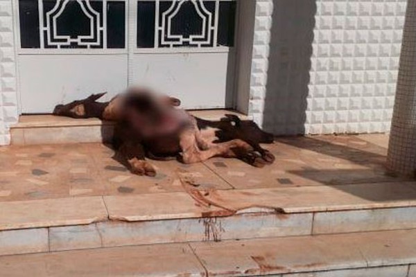 Homem joga bezerros mortos na porta da prefeitura de Carmo do Paranaíba