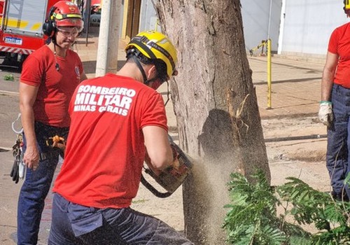 Bombeiros cortam árvore que ameaçava a desabar em via de Patos de Minas