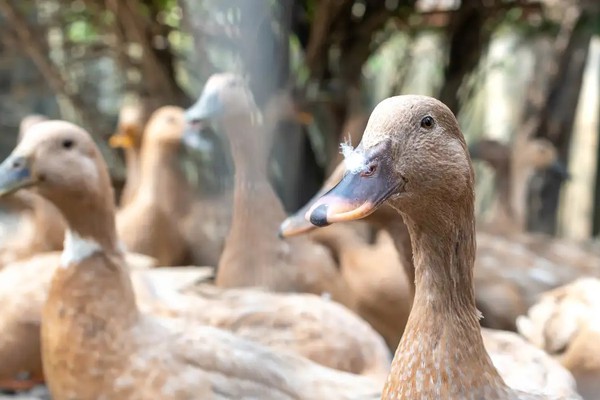 Sanciona lei que proíbe produção e comercialização de fois gras