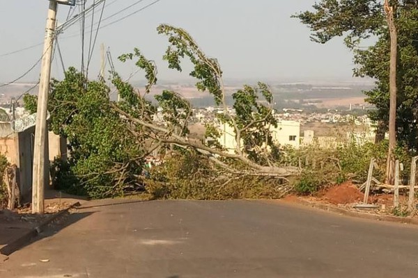 Queda de árvore interdita o trânsito em rua do bairro Jardim Panorâmico em Patos de Minas
