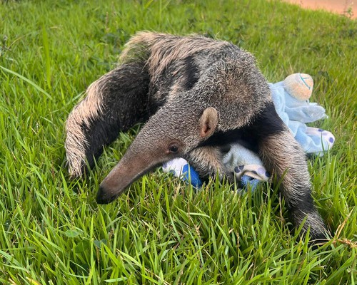 Emocionante: filhote de tamanduá é resgatado grudado à mãe morta no meio de estrada