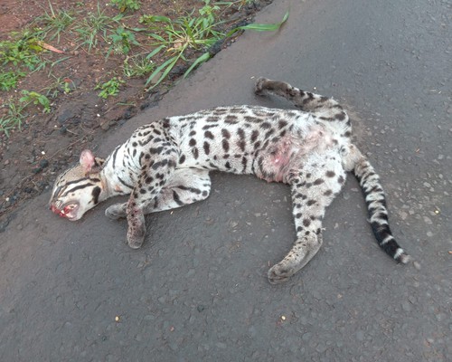Jaguatirica é atropelada por veículo de passeio e morre tentando atravessar a BR-365