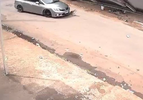 Imagens mostram carro atropelando cadelinha e fugindo em Patos de Minas