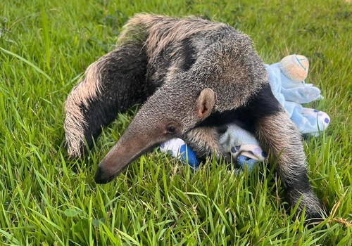 Emocionante: filhote de tamanduá é resgatado grudado à mãe morta no meio de estrada