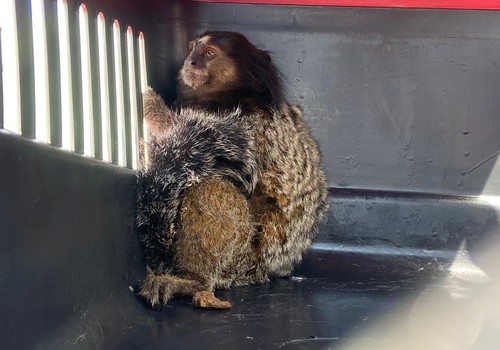 Mico fica desacordado após choque elétrico e é resgatado pelo Corpo de Bombeiros em Patos de Minas