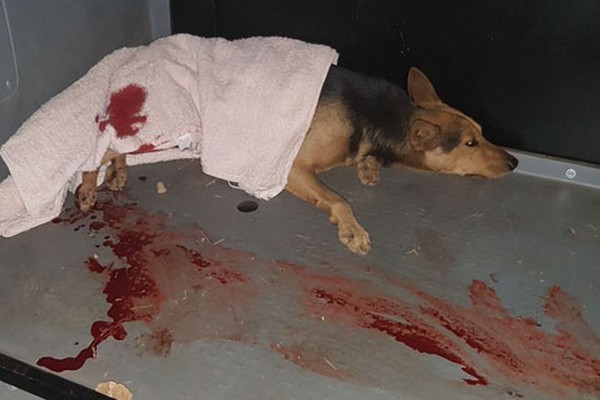 Cãozinho esfaqueado morre e homem que agrediu o animal é preso pela Polícia Militar