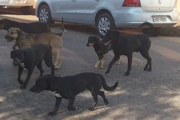 Sem castração e nem canil, população de cães abandonados cresce em Patos de Minas