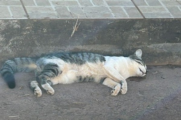 Moradores denunciam envenenamento de animais no bairro Alto Limoeiro, em Patos de Minas