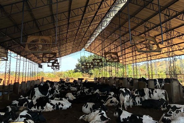 Produtores enfrentam até 26 piques de energia por dia, acumulam prejuízos e denunciam a Cemig