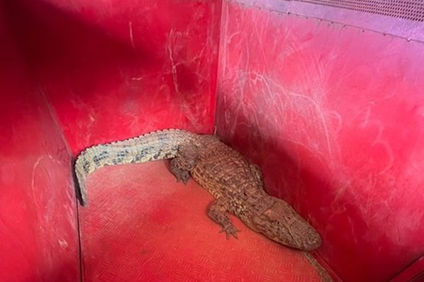 Bombeiros capturam jacaré de 1,5 metro próximo à pista de pouso no Aeroporto de Patos de Minas