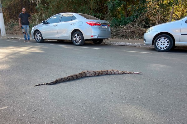 Moradores param o trânsito para jiboia atravessar avenida em Patos de Minas