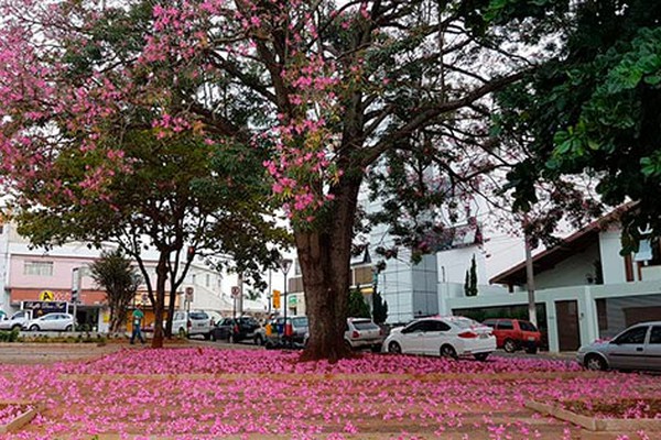 Paineira Rosa preservada na Praça Abner Afonso colore a paisagem e impressiona os pedestres