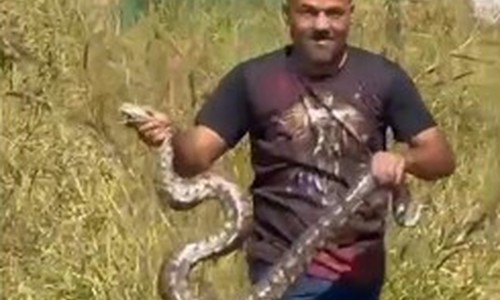 Imagens mostram destreza na captura de jiboia de grande porte em Abadia dos Dourados