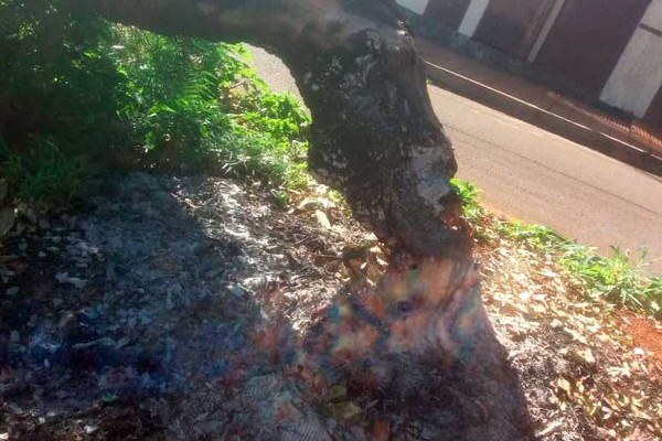 Morador denuncia queimada de árvore em canteiro de avenida em Patos de Minas