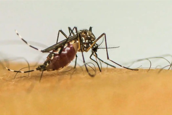 Infecções por Aedes aegypti elevam risco de complicações no parto