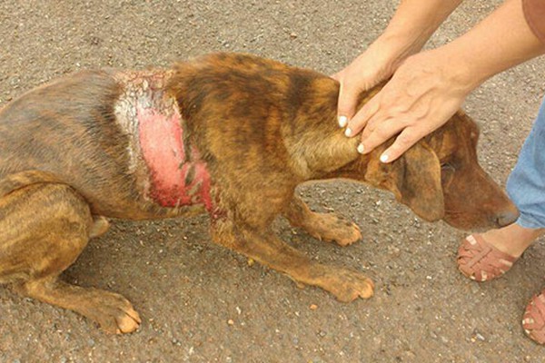 Cães são atacados com veneno e soda cáustica e situação revolta moradores de Matutina