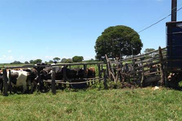 PC de Rio Paranaíba apreende mais de 80 cabeças de gado produtos de golpes na região