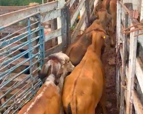 Polícia Militar recupera 22 novilhas e prende fazendeiro de Patos de Minas por receptação