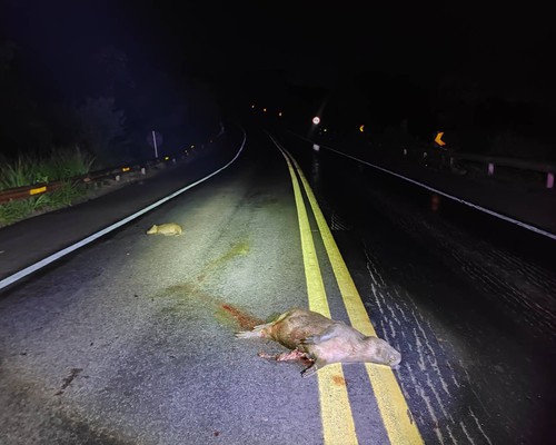 Motorista atropela capivaras na BR 352, sai da pista e acaba ferido em Patos de Minas
