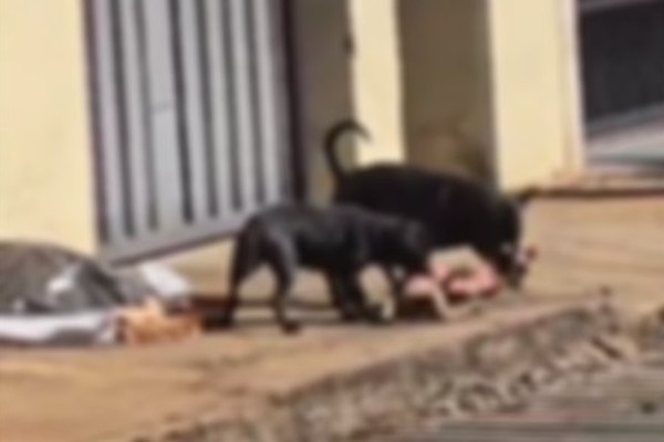 Em ataque sangrento, pitbulls matam cão em Carmo do Paranaíba; imagens fortes
