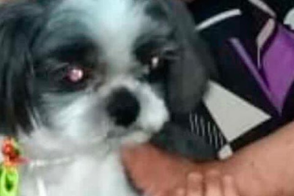 Família procura por cachorrinho da raça shitzu que desapareceu na rua 24 de maio