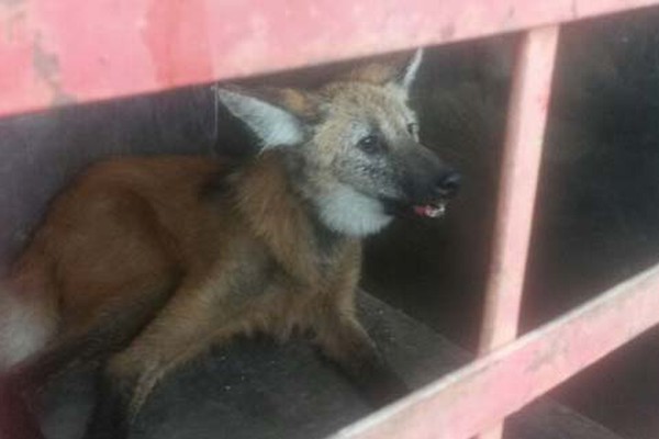 Após invadir fazenda, lobo guará é capturado dentro de galinheiro em Patos de Minas