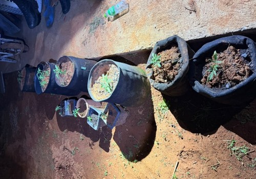 Mulher é presa cultivando 56 pés de maconha em chácara; ela disse que era para o próprio consumo