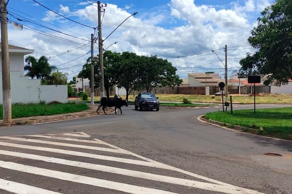 Gado escapa de área rural e para o trânsito em bairro nobre de Patos de Minas