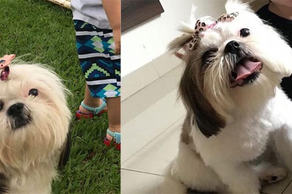 Mãe pede ajuda para encontrar cachorrinha do filho de 2 anos em Patos de Minas