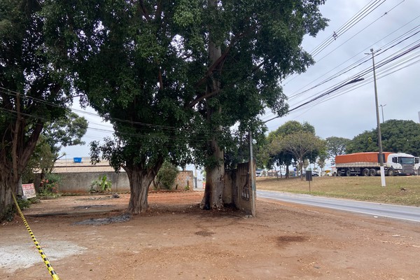 Eucalipto gigante é incendiado de forma criminosa e risco de queda faz bombeiros interditarem avenida