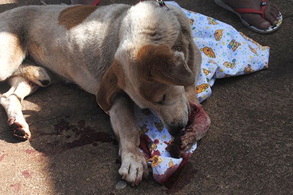 Imagens fortes: tiroteio assusta moradores e deixa cão com perna dilacerada em Patos de Minas