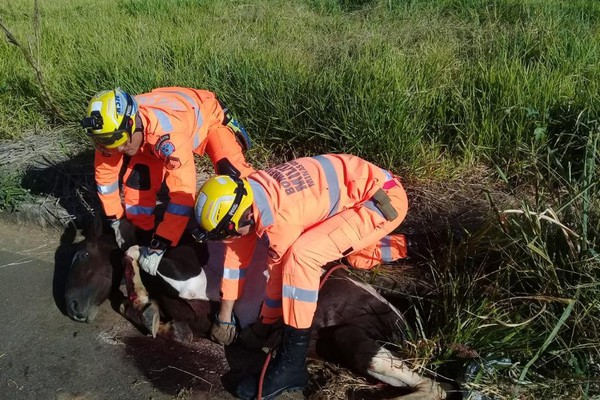 Corpo de Bombeiros resgata animal bastante debilitado com patas presas em bueiro em Patrocínio