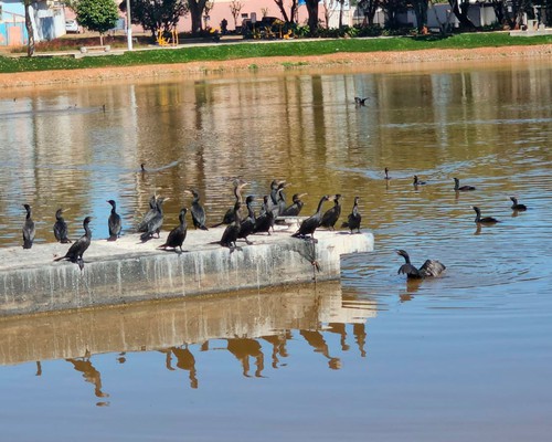 O que está acontecendo na Lagoinha? Água escura e bando de biguás chamam a atenção