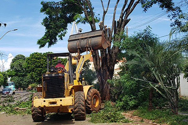 Árvores com risco de queda na avenida Paranaíba são removidas por equipes da Prefeitura