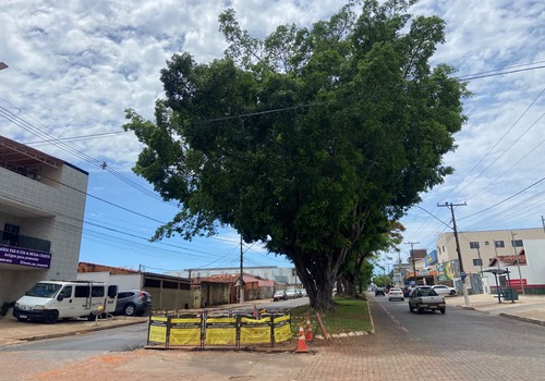 Preocupado com queda de galhos, morador pede poda de árvores; Prefeitura orienta como solicitar vistoria
